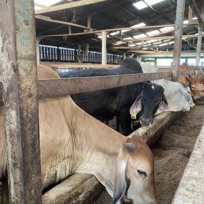 481287563 655286873848062 4461577505093651192 N